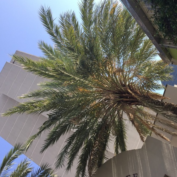 Meet your Posher, Lucky - Picture 1 of 1